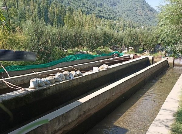 India News | Sunshines on Fish Farming in J-K's Bandipora; Lucrative Employment Choice for Youth