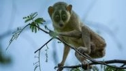 India News | Tamil Nadu Govt Notifies India's First Slender Loris Sanctuary