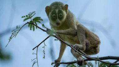 India News | Tamil Nadu Govt Notifies India's First Slender Loris Sanctuary