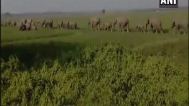 India News | Biodiversity Conservation Body Expresses Grief at Hitting of Elephant Herd by Rajdhani Express Train