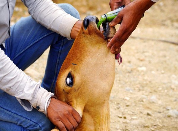 Lumpy Skin Disease: Karnataka Govt Bans Transport of Animals to Prevent LSD, Says Minister Prabhu Chavan