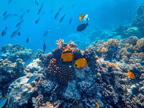 Science News | Research: New Species of Deep-sea Fish Discovered in Atacama Trench - Vimarsana News