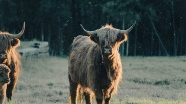 Science News | Research Sheds Light on How Fluctuating Oxygen Levels May Have Accelerated Animal Evolution