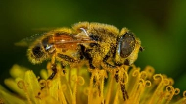 Science News | Research Finds Bumblebees' Memories Are Poor but Useful