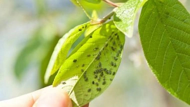 Science News | Study Reveals How an Unusually Large Number of Insects Are Destroying Plants