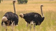 Science News | Researchers Suggest How Male, Female Ostriches Choose Their Groups