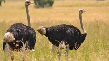 Science News | Researchers Suggest How Male, Female Ostriches Choose Their Groups