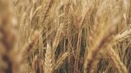 India News | Government Hikes MSP for All Rabi Crops for 2023-24
