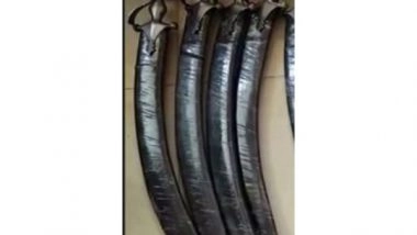 India News | Cache of Arms Seized in Mumbai's Goat Farm, 1 Held