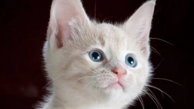 Health News | Scientists Explain How Virus That Affects Cat Kidneys Could Also Affect Humans