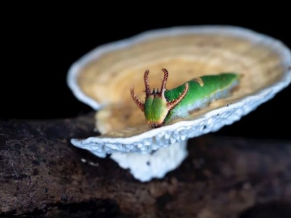 Health News | New Cancer Drug Could Be Developed Using Mushroom That Grows on Insects: Research - Vimarsana News