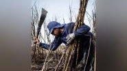 Science News | Artificial Intelligence Aids in Predicting Sugarcane Field Performance: Study
