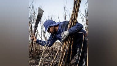 Science News | Artificial Intelligence Aids in Predicting Sugarcane Field Performance: Study