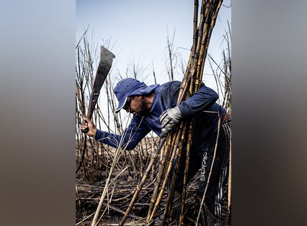 Science News | Artificial Intelligence Aids in Predicting Sugarcane Field Performance: Study