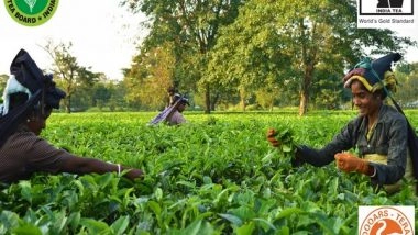 Business News | A New Tea Policy Brewing in Assam; Incentives for Exports, Machinery Under Consideration