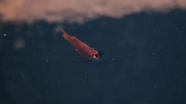 Science News | Study Reveals Brain Evolution Association with Competition