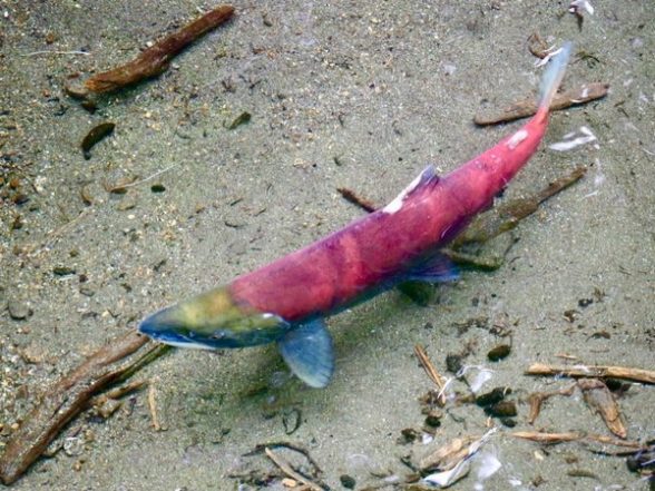 Lifestyle News | Food Quality May Be Important for Development and Survival of Young Sockeye Salmon