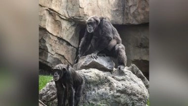 Lifestyle News | Chimpanzees Sync Their Footsteps Like Humans: Study