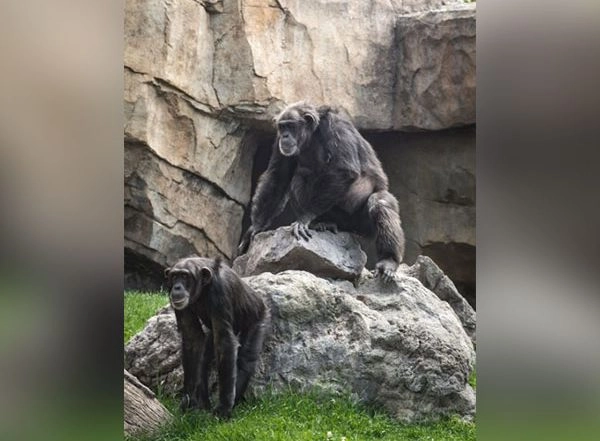 Lifestyle News | Chimpanzees Sync Their Footsteps Like Humans: Study