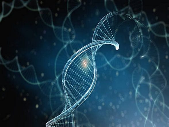 Health News | Findings Create New Model for Investigating Diseases Related to Circadian Rhythm Disruptions - Vimarsana News
