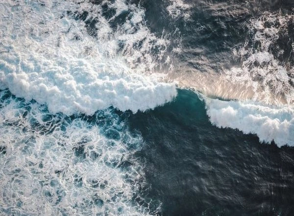Science News | Marine Conservation Mitigates Climate Change: Research