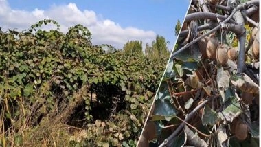 India News | Kashmiri Farmers Shifting Away from Cultivation of Traditional Fruits to Non-traditional Fruits Like Kiwi