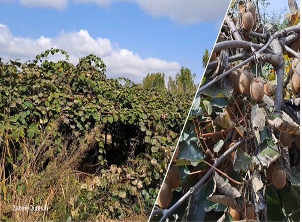 India News | Kashmiri Farmers Shifting Away from Cultivation of Traditional Fruits to Non-traditional Fruits Like Kiwi