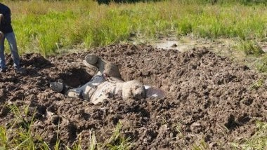 India News | Chhattisgarh: Elephant Calf Killed in Pasan Forest Range; Herd Tramples Man, 3 Cattle to Death