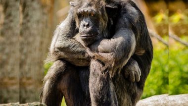 Health News | Majority of European Chimps Are Vitamin D Deficient: Study