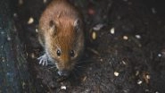 Lifestyle News | Maternal, Paternal Exercise in Mice Influences Offspring's Metabolic Health: Study