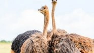 Science News | Study Reveals Difference in Male, Female Ostriches in Choosing Their Groups
