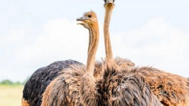 Science News | Study Reveals Difference in Male, Female Ostriches in Choosing Their Groups