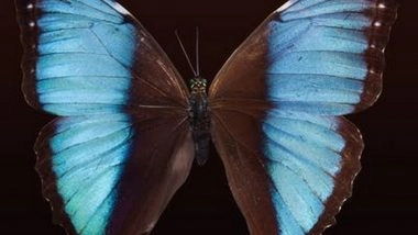 India News | Conservatory Developed in Tamil Nadu's Tiruchirappalli to Create Awareness About Importance of Butterflies