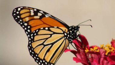 Science News | Researchers Find How 'junk' DNA Can Build Different Looking Butterfly Wings