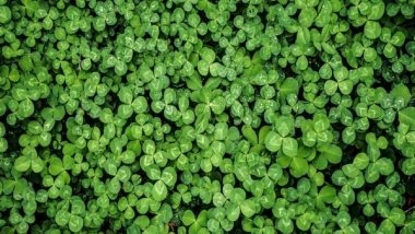 Science News | Research Finds How Photosynthesis Process Adapted to Rise of Oxygen