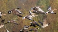 India News | Migratory Birds Start Arriving at Kaziranga National Park