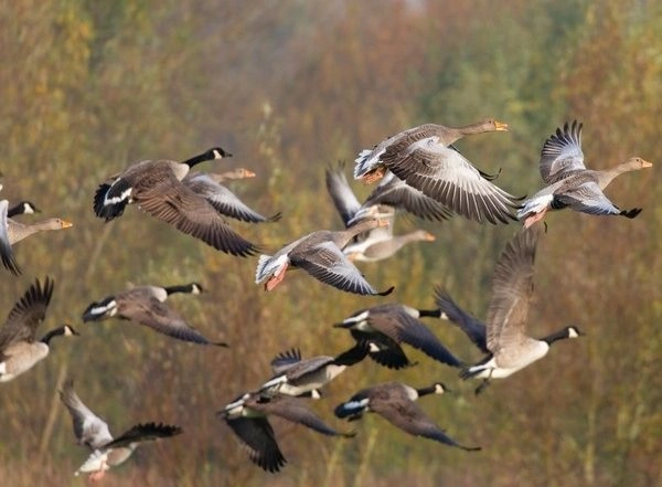India News | Migratory Birds Start Arriving at Kaziranga National Park