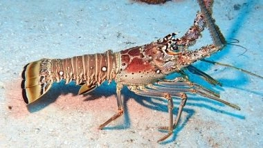 India News | Unable to Catch Enough Lobsters, Rameswaram Fishermen Worried