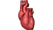 Health News | Patients with Enlarged Hearts Have Better Health: Research