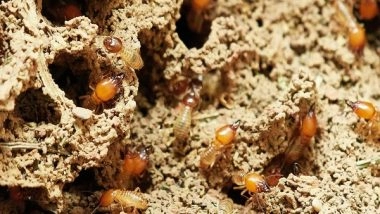 World News | With Stagnating Flood Water, Pakistan's Sindh Districts Come Under Termite Attack