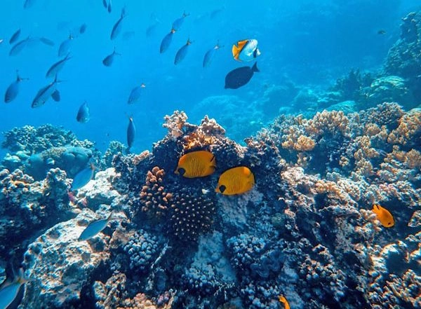 Science News | Research: Climate Change is Increasing Frequency of Fish Mass Die-offs