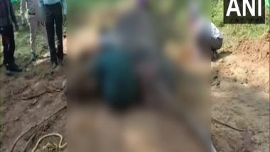 India News | Carcass of Elephant Found in Chhattisgarh's Surajpur