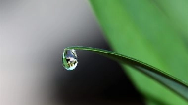 Science News | Researchers Show That Plant Water Stress, Not Termites Cause Mysterious Circles