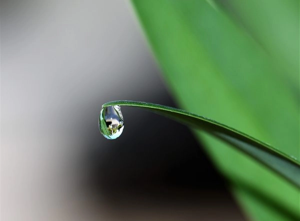 Science News | Researchers Show That Plant Water Stress, Not Termites Cause Mysterious Circles