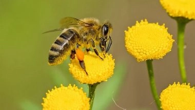 Science News | Study Reveals How Insects Contribute to Atmospheric Electricity