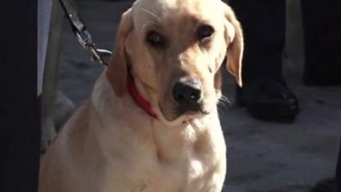 Entertainment News | 'A Day of the Dogs'- Nepal Festival Worships Cannines