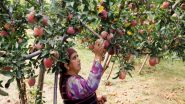 India News | Growers Busy with Harvesting of Delicious Apple Fruit Crops in Kashmir
