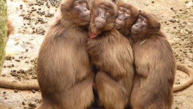 Science News | Research: Vocal Communication Originated over 400 Million Years Ago