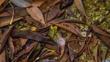 Science News | We Could Save 6 Lakh Tonnes of CO2 Every Year Just by Leaving Garden Waste Alone