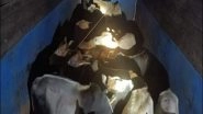 India News | Over 4 Dozen Cattle Seized from Smugglers in Assam's Nagaon District